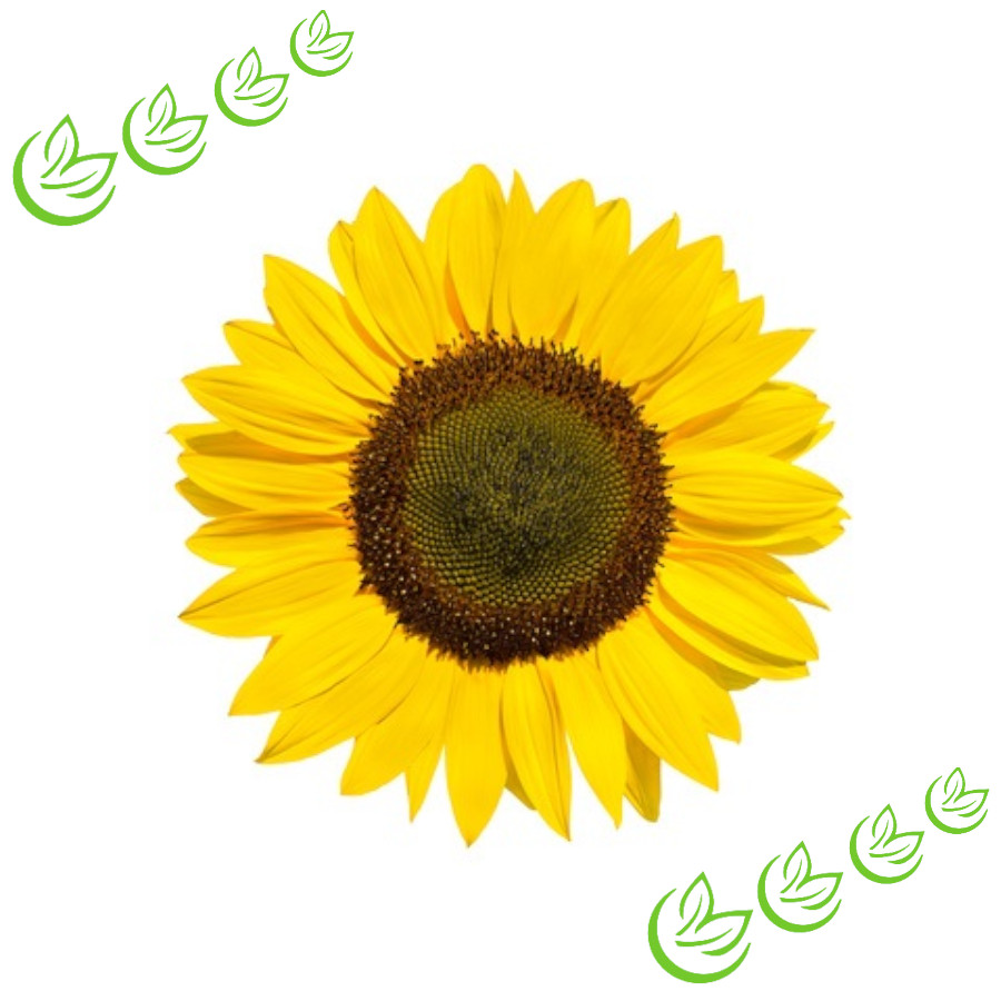 Sonnenblumenöl oleic raffiniert BIO